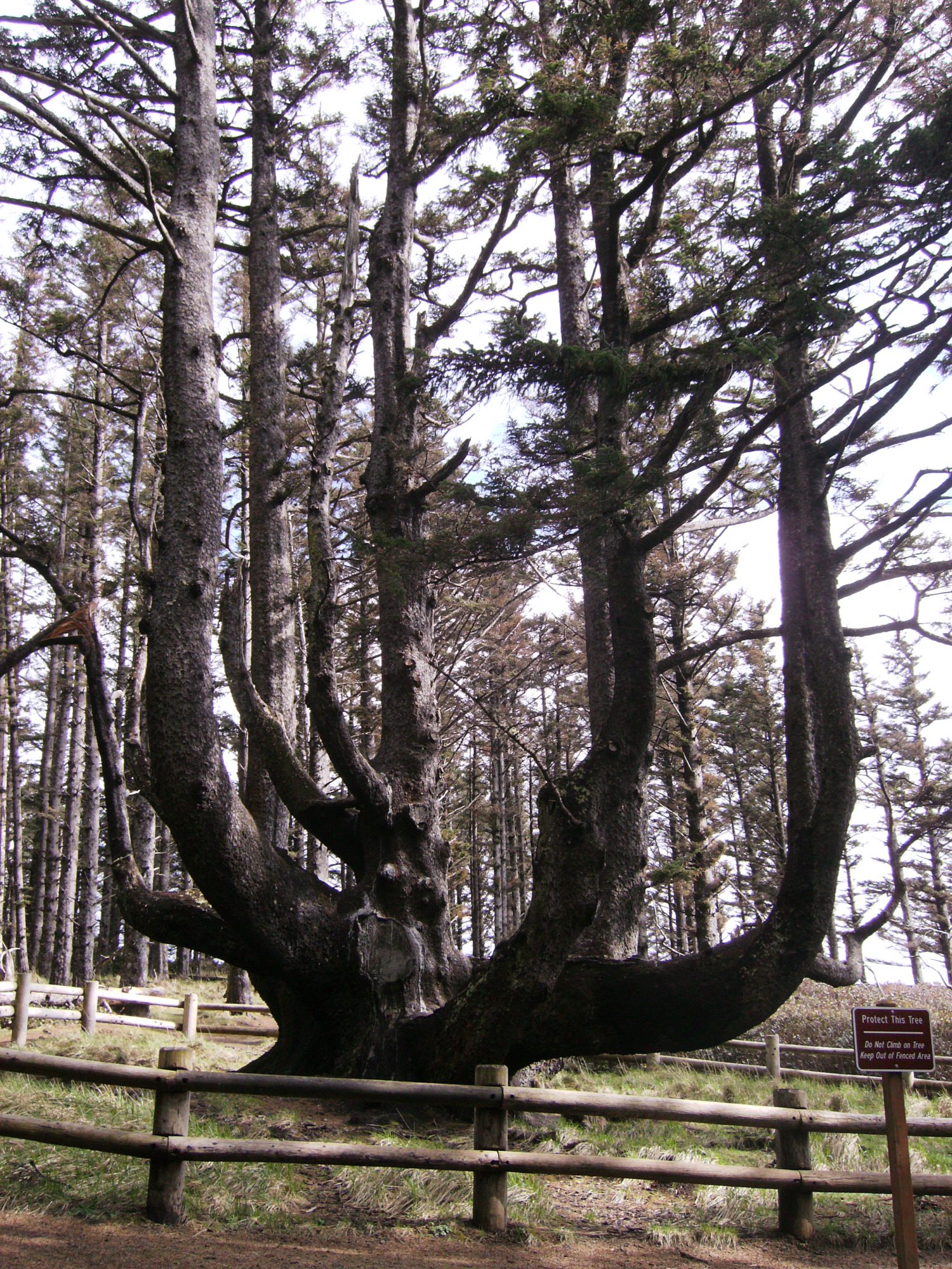 Octopus Tree by Adam Sawyer